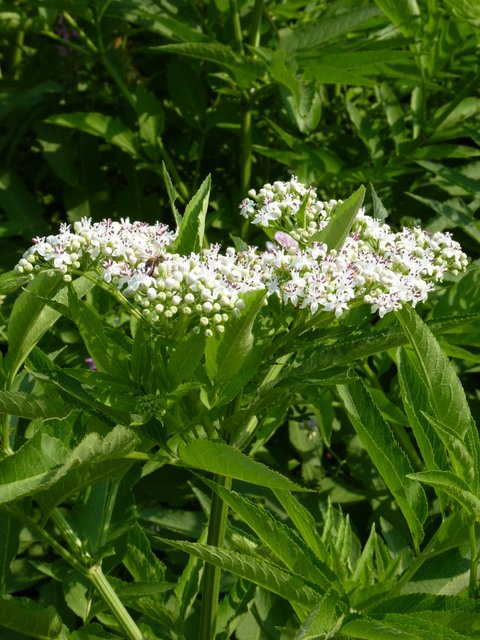 Sambucus ebulus fleur